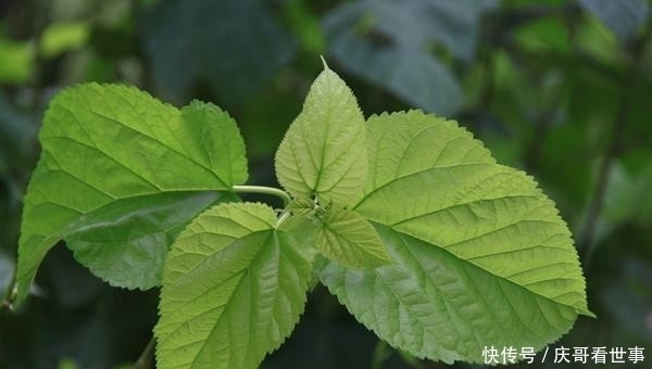 吉州人竟用一片树叶,烧制出了谜一样茶盏,为何现代工艺无法仿制