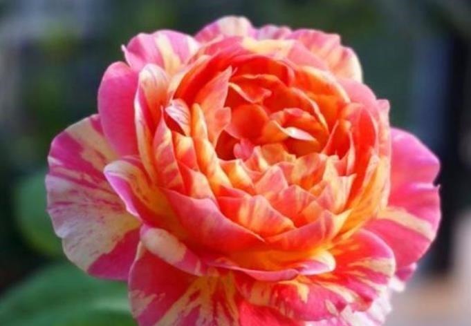 4种花是花卉中的佼佼者,花朵硕大、一盆开花100朵,天天能赏花