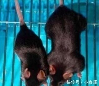 动物|天天举铁训练,肌肉还不大为何动物不运动肌肉发达程度远超人类