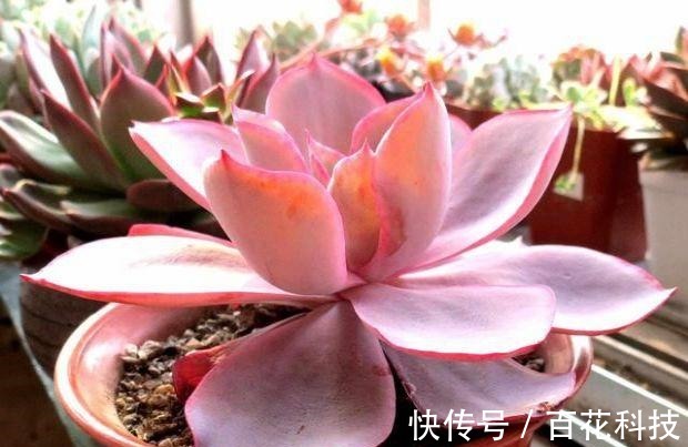 要点|60种多肉图鉴及养护要点,1分钟学会,超全超实用!