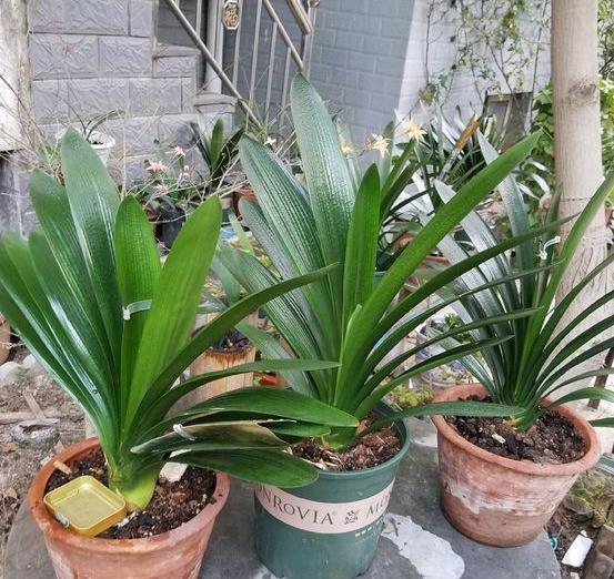 秋天养君子兰有妙招,掌握3点,叶片肥厚花苞多