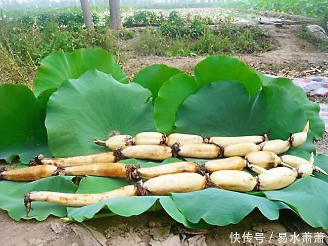 4种生长在水中的美食,我猜你只认识莲藕,全认识的大神级别