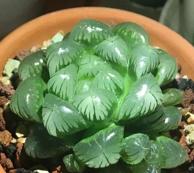 拿它一捂，长寿蟹爪兰嗖嗖冒花苞，多肉呼呼胖三圈