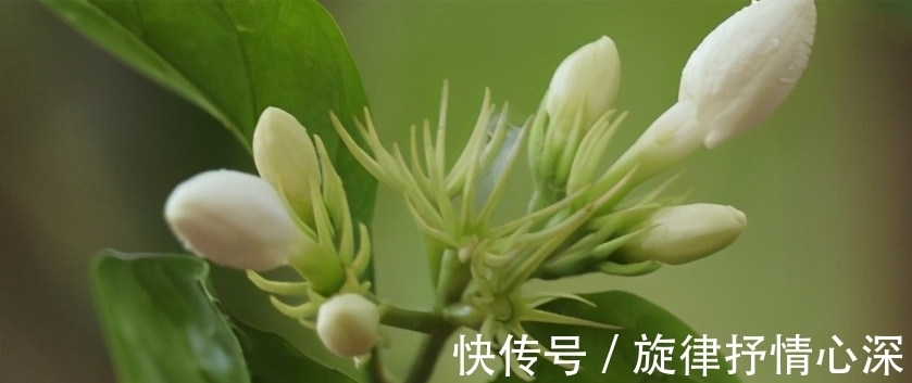 10种冬天会休眠的花,别急着扔了