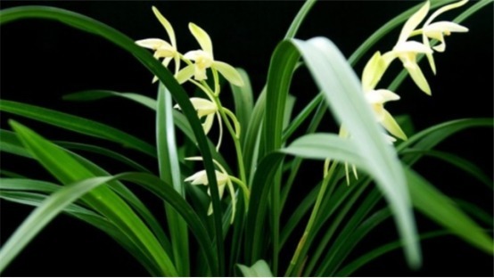 兰花总是烂根叶黄土里加1样东西,让兰花根壮叶绿