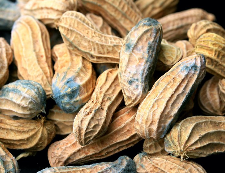 玉米|【警惕】回家帮忙收玉米后，肺部竟然长满真菌？这个霉菌，离你很近→