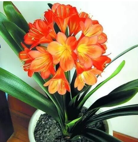 把“君子兰”养的开花不断，掌握关键3点就够了，不黄叶、不夹箭