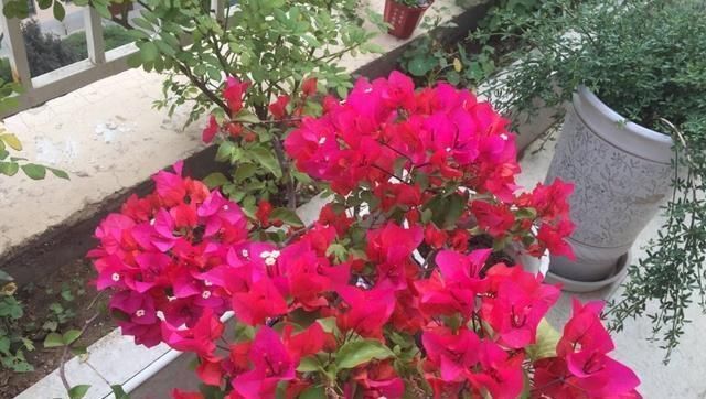 养花不用买肥料，一个小窍门，生活垃圾变成肥沃透气松软的有机肥