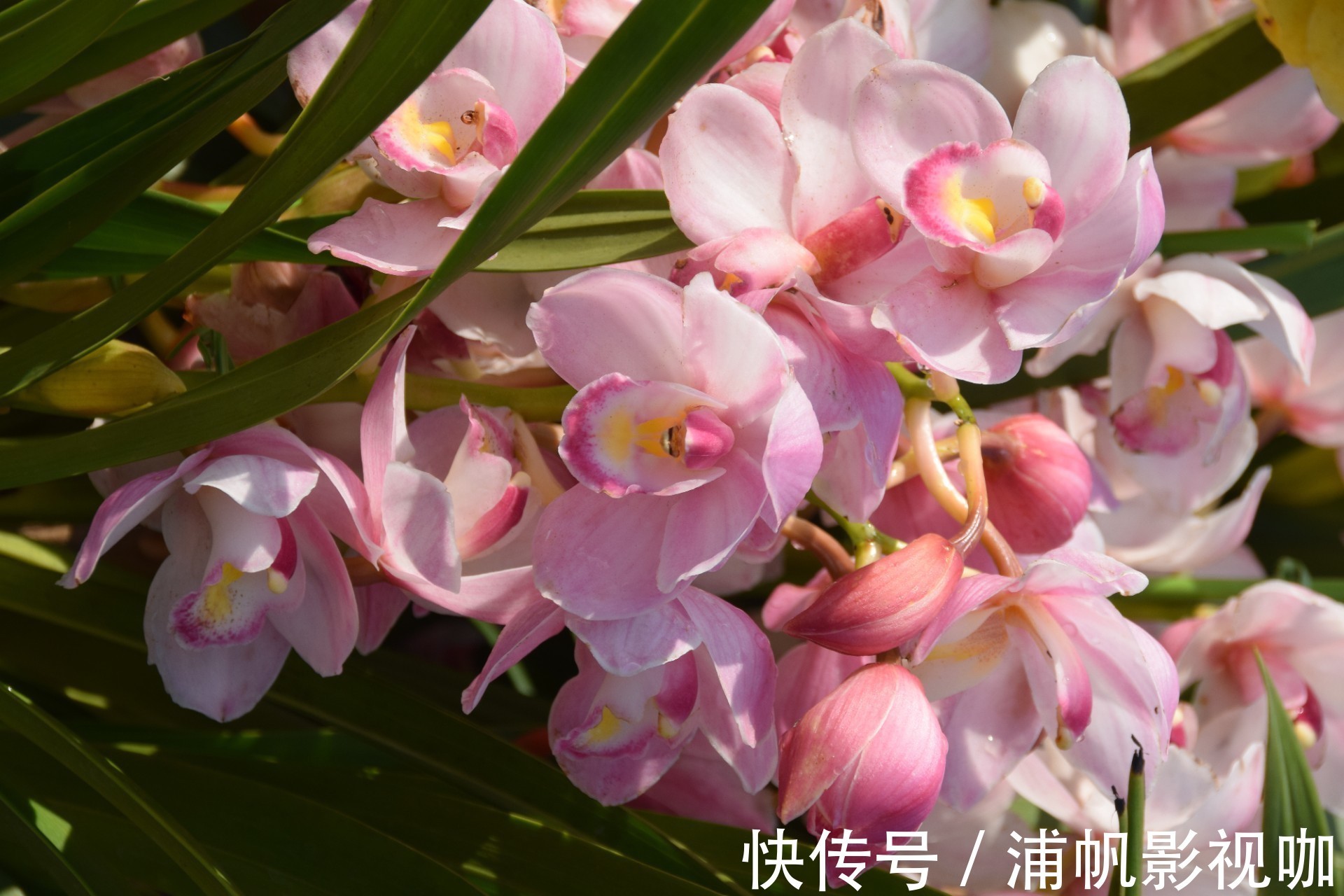 高贵|此花寓意是高贵雍容,给人一种优美典雅的气质,象征着丰盛祥和