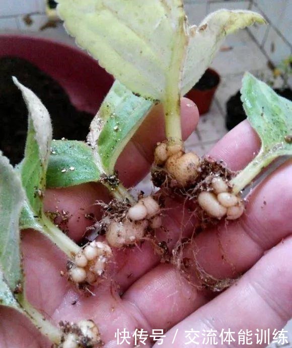 1种花每年开180天,叶子“剁碎”撒盆里,开花比牡丹还大气!