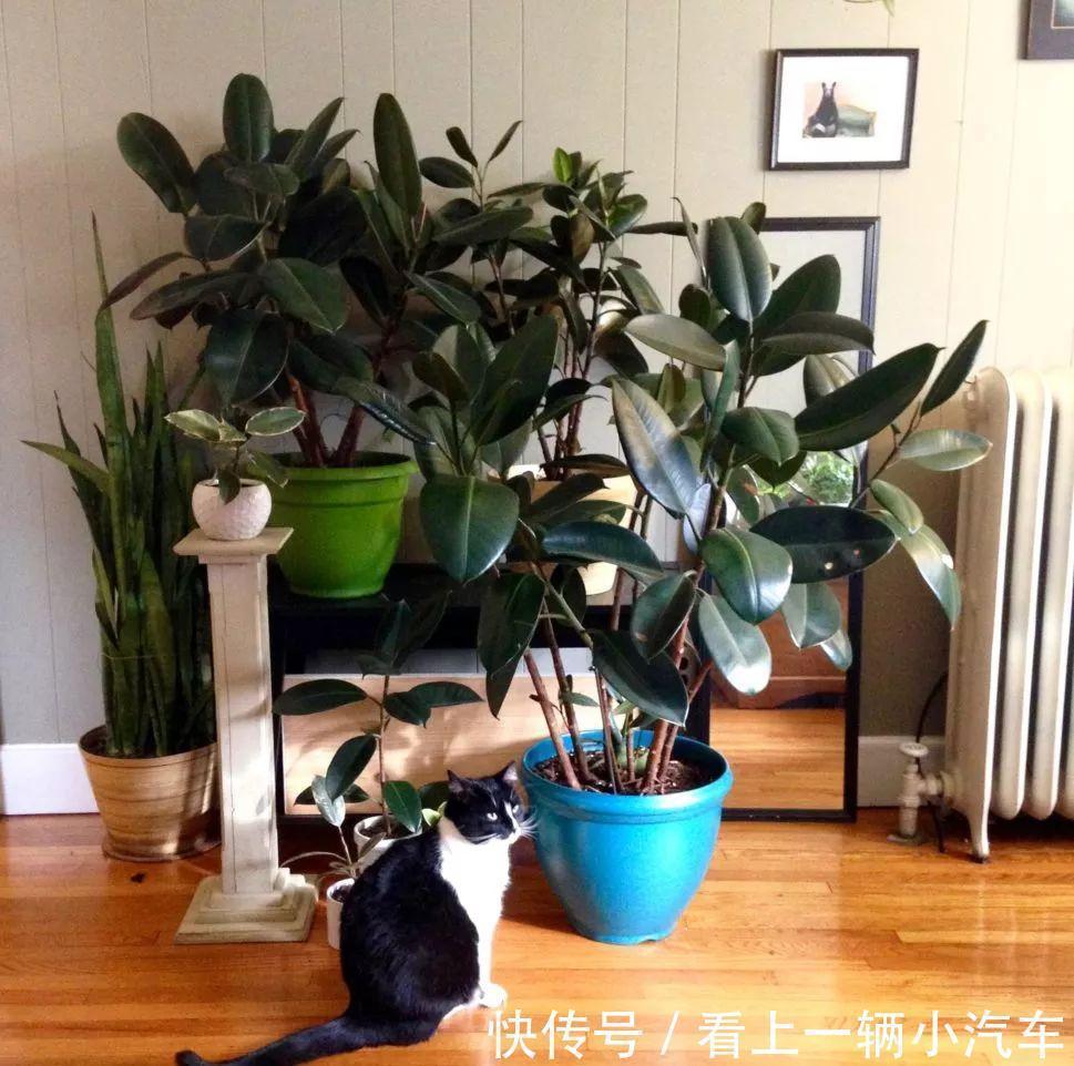 九种皮实花,多晒少管长得好,养成老桩更高档,绿萝没上榜