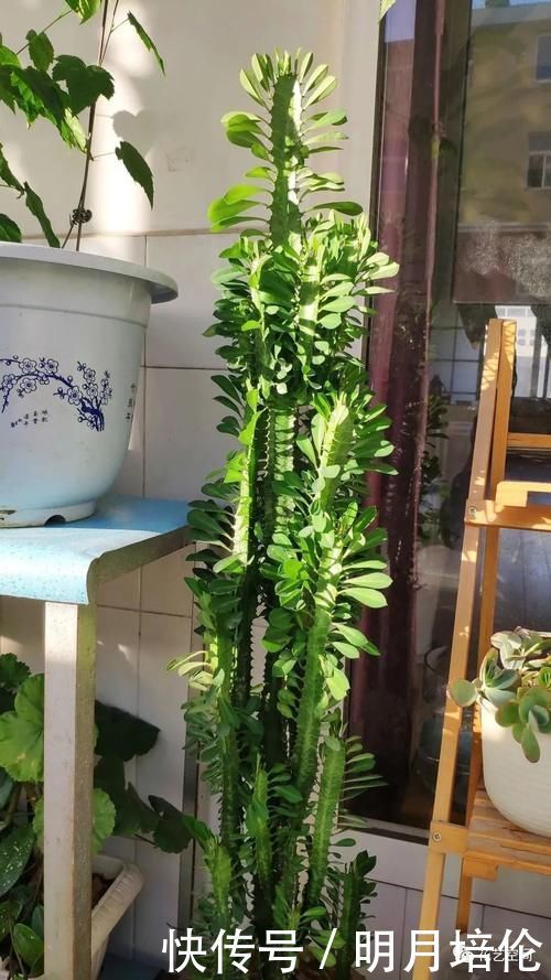 3种懒人花,一个月不管不顾反倒长的旺,尤其最后一种,狂窜到房顶