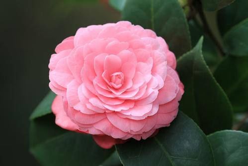 茶花在开花期间养护不能大意，做到“三个不”，才能免掉花苞