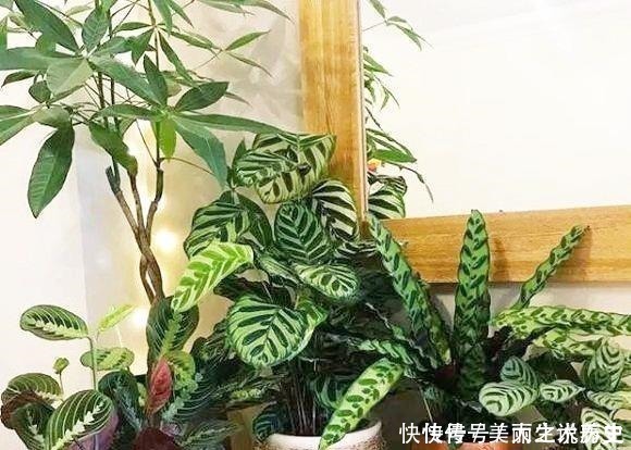 上当|6种耐阴花,养了“不上当”,室内百搭盆栽,摆在角落也爆盆!