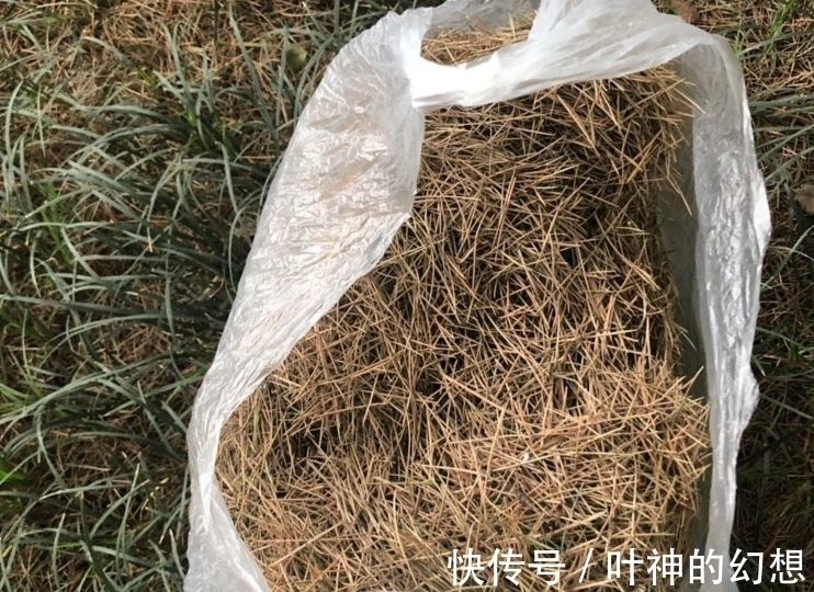 路边捡点松针,有这3大好处,养啥啥都旺