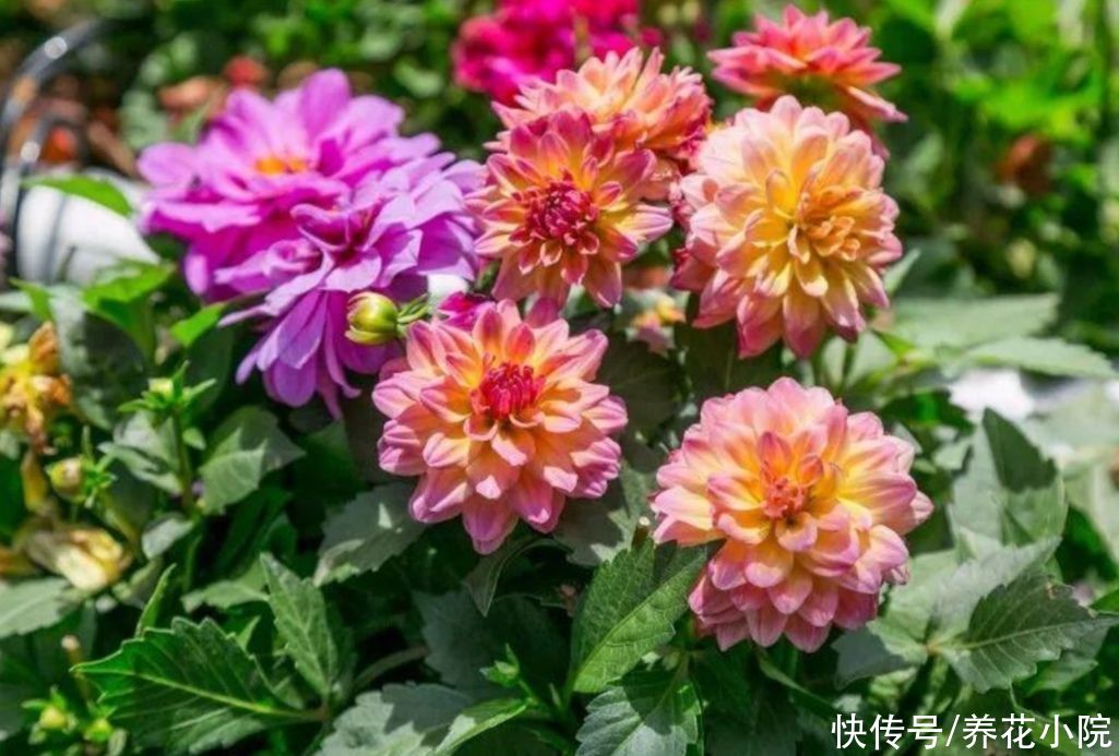 浇水|家有院子，养上几棵大丽花，花朵硕大，艳丽多姿