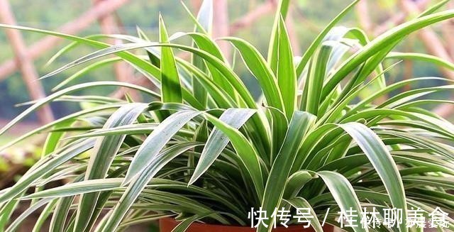 植物|这4种花是出了名的水罐子,给点水就能长,水越多越好