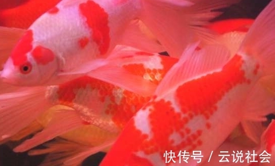 被骗|锦鲤大师挑选小锦鲤的3大秘诀,简单易懂,再也不担心被骗!