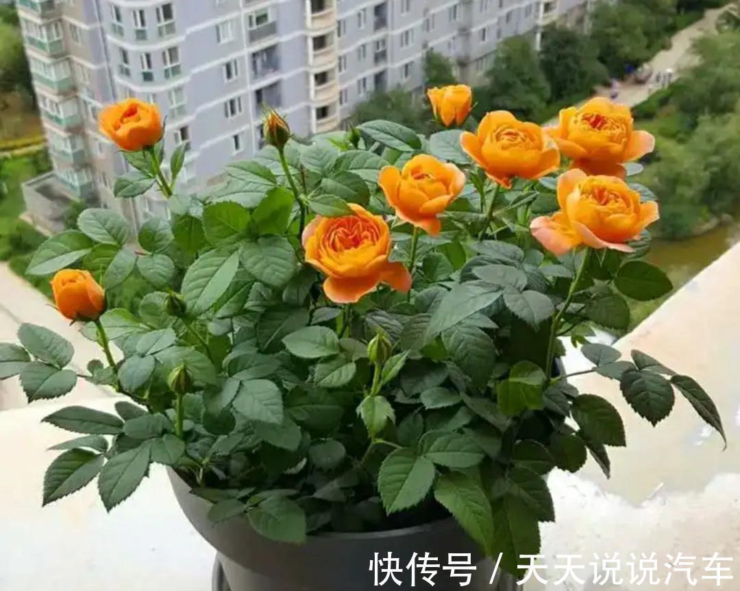 曝光花贩子的骗人手段,难怪养不活,都被他们忽悠了,快点醒悟吧