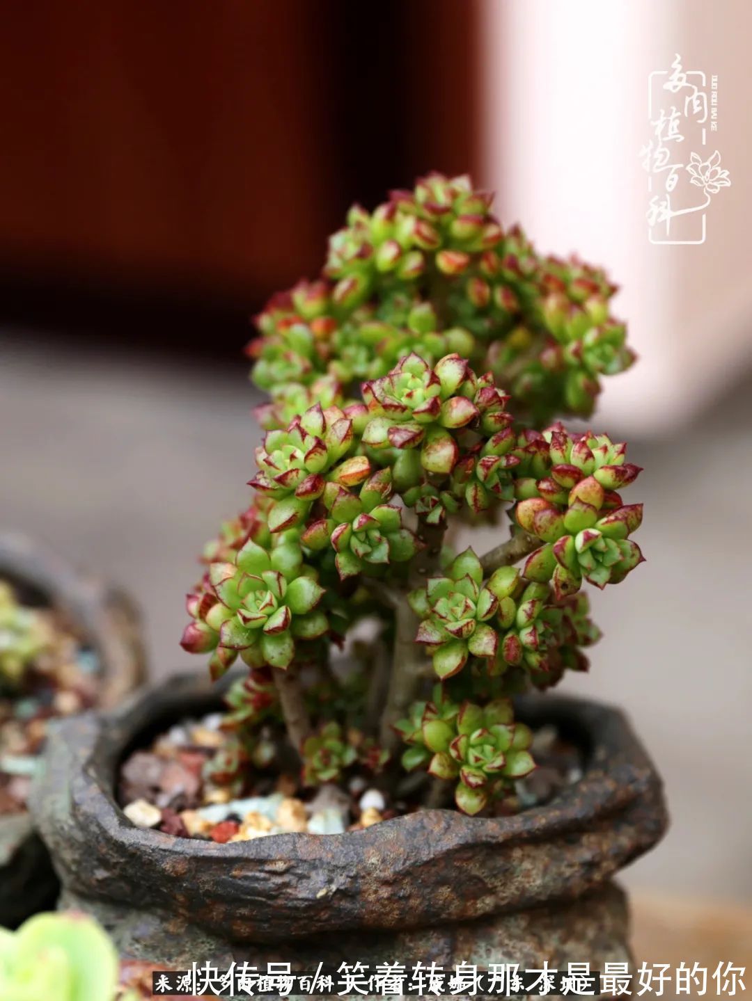 曾经的美肉，谢谢你们都惊艳过时光，谢谢你们都陪过我！