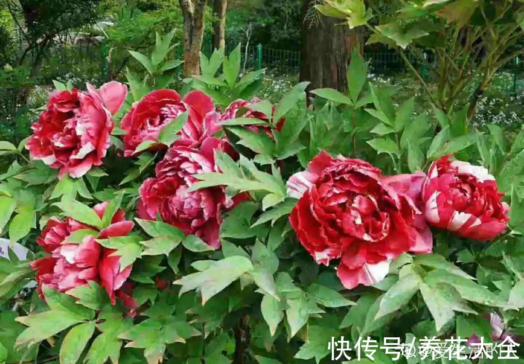 10种花不怕冷，先别搬进屋，放外面冻一冻，开花更旺