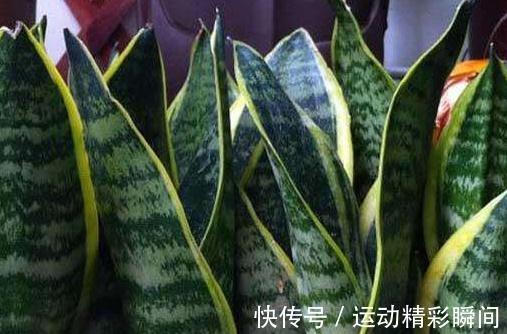 虎皮兰不见长,学会5个小技巧,轻松长1-2米高,快来瞧瞧吧