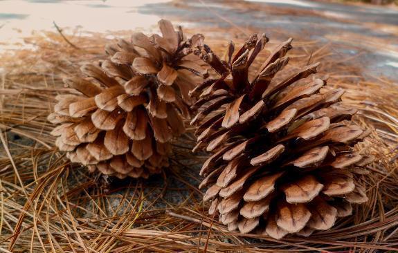 除了手动翻土,还能通过“加点料”改善土质,解决土壤板结困扰