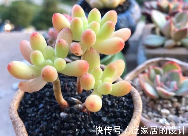 秋天|秋天养多肉,蚧壳虫来袭怎么办?3种土方法,害虫一个都逃不了