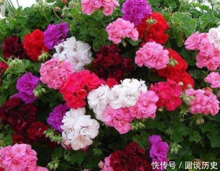 全年|4种“好养花”,随便一养就爆盆,养家里,全年开花不断