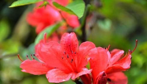娇艳|此3种花生长环境很特殊，就喜欢酸性土，长得欢开花多，花色娇艳