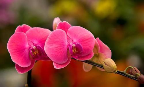 解决|蝴蝶兰叶片发软开花不积极,哪里出了问题,先从这2点解决