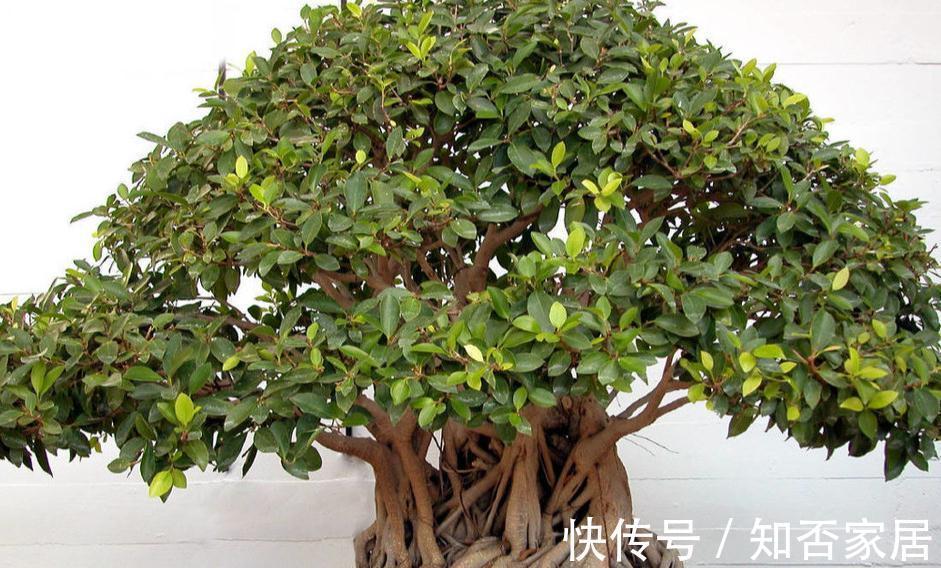 根系|如何养好榕树盆景,才能让它树形美观,叶色墨绿,不掉叶