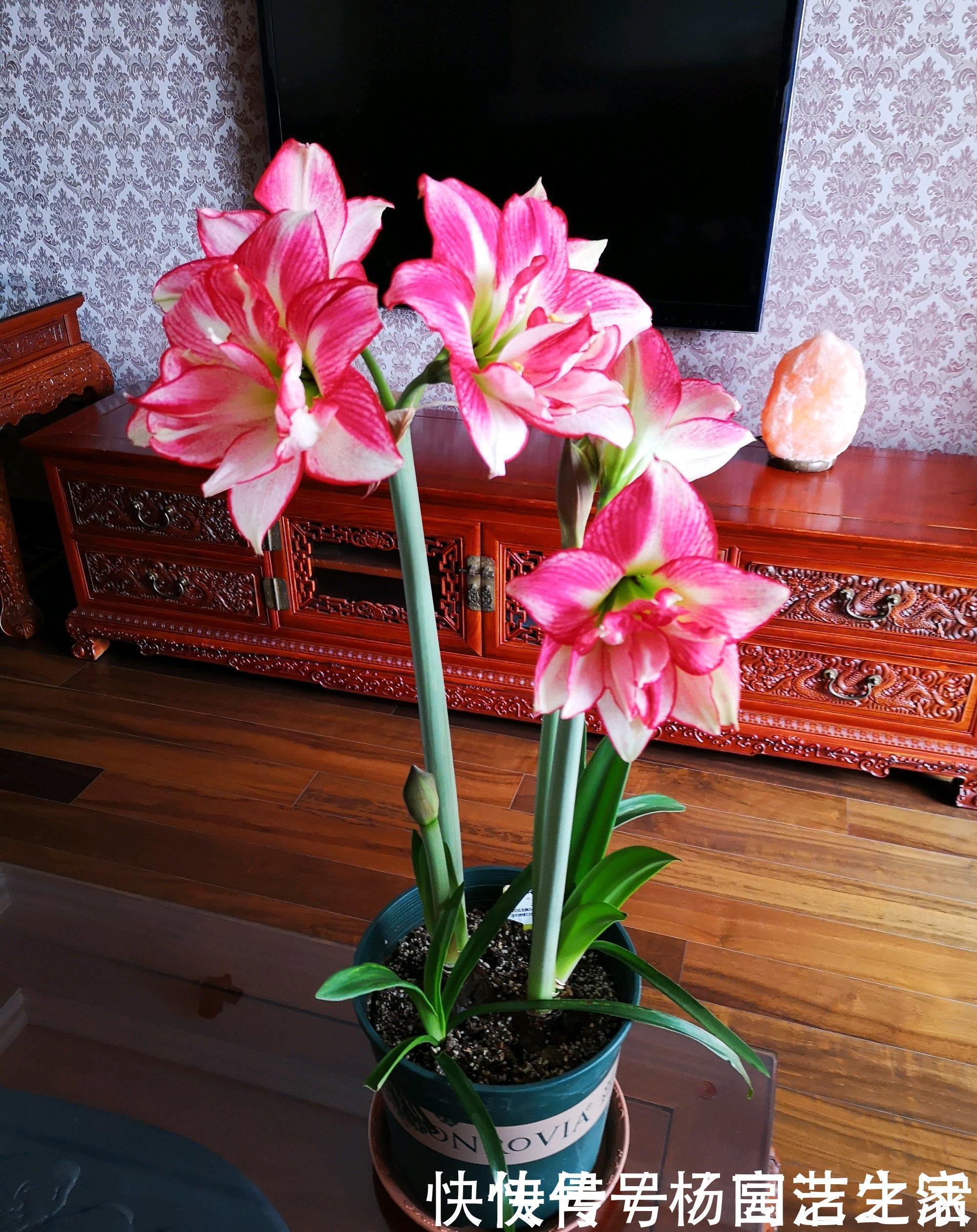 朱顶红|此花是世界名花,花大色艳,堪比牡丹,皮实好养活,还是盆栽佳品