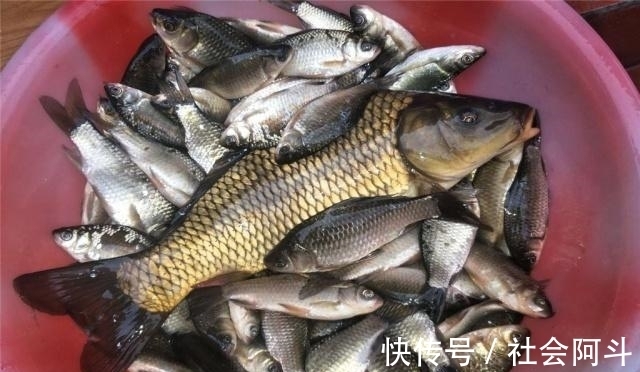 表哥|鱼肉保鲜，到底要不要去内脏？教你正确方法，吃着跟活鱼一样新鲜