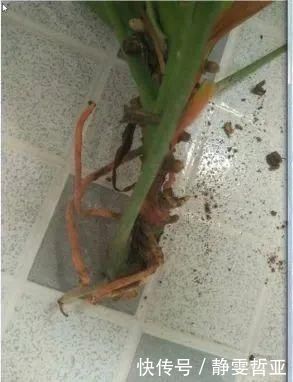 虎皮兰,红掌,吊兰养成老桩，变成大树，真壮观