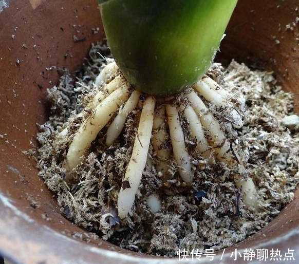 在花盆里撒点它，盆栽植物花卉蔬菜，20年都健壮不生病！