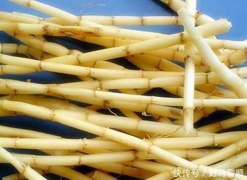 白茅根|肝不好的人用4样中药泡水喝清肝脏肝会越来越好，了解下