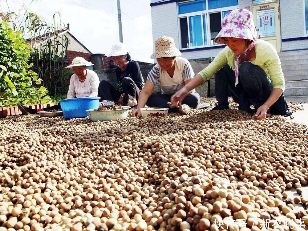 亩产值超万元,可连续采摘50年,市场畅销,却陷入种植骗局?