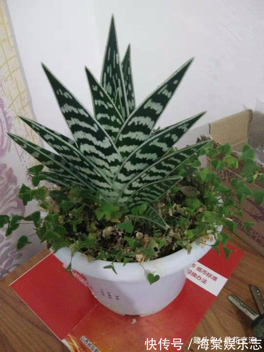 蛇皮|这种芦荟容易开花,叶子有蛇皮般的纹理,耐旱耐阴,为啥还能养死