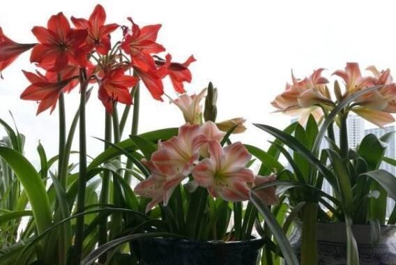 朱顶红开花之后,一个“小动作”,又开一茬花,花大色艳特别美