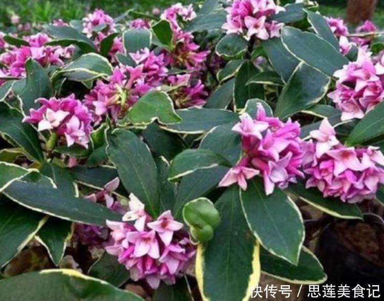 超漂亮的4种花，长势好、花色艳，家里养一盆，开花红又旺