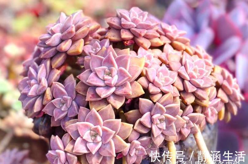 寻找夏天能纯露养的多肉?那你怎么能错过粉嫩甜美的阿伦培呢?