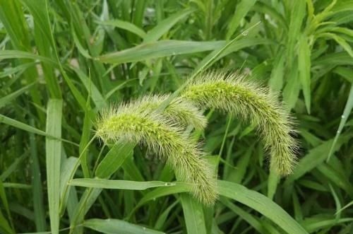 滑膜炎|农村随处可见的狗尾巴草,用来煮水治好了3种病,比特效药还管用