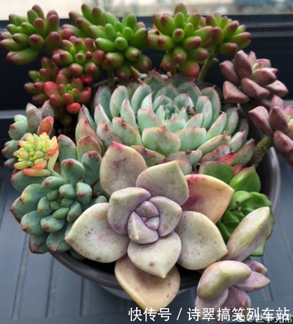 阳台党的烦恼，没有院子，只能挖空心思养花