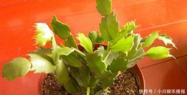 蟹爪兰发出这个“信号”,一定不要忽视,是在提醒你