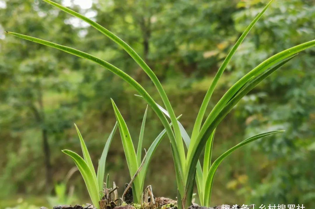 什么是兰花老芦头？如何快速育苗？这样操作，比花钱的营养土更好