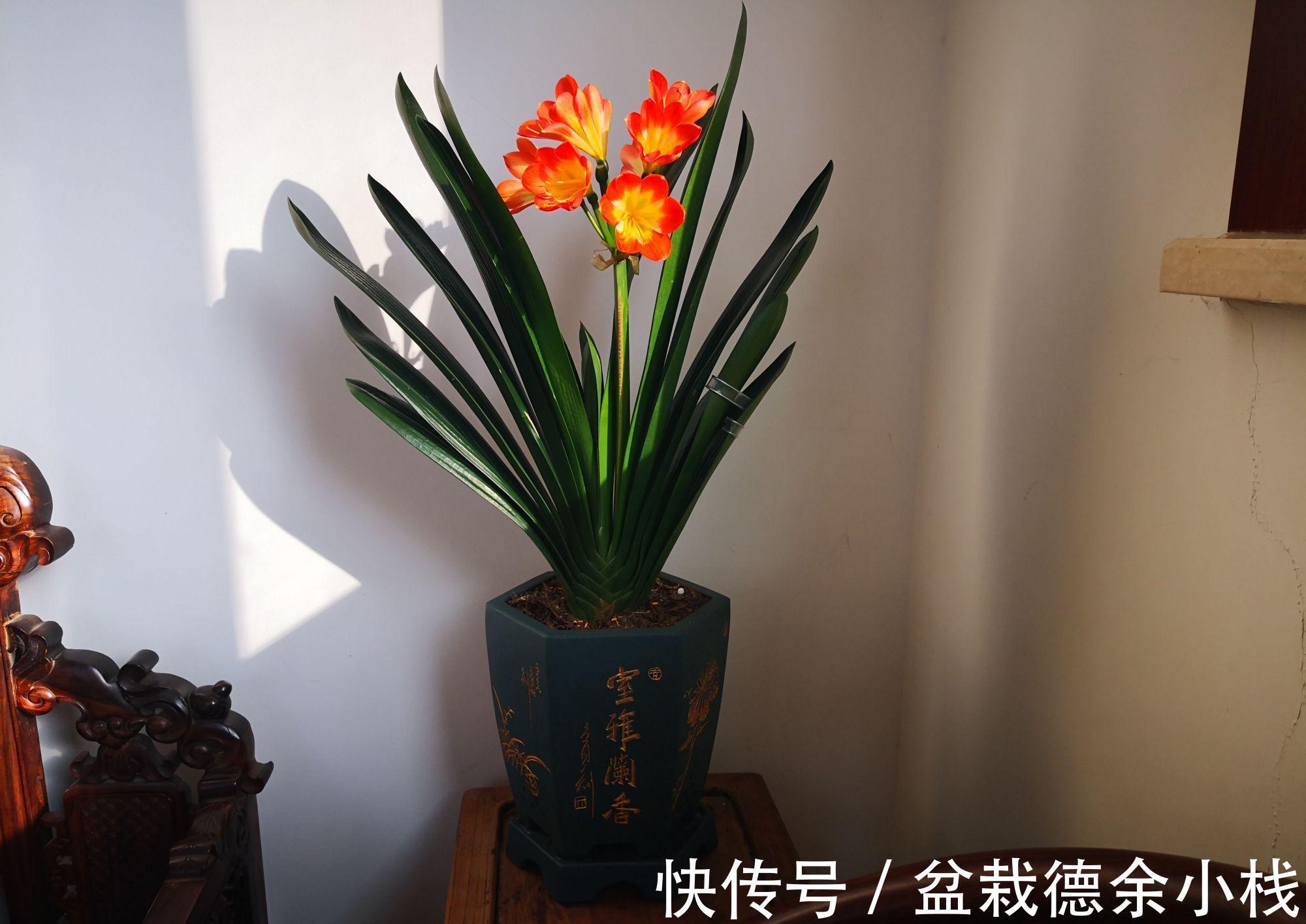 公认好养的“健康花”,建议至少养一盆,个个都是“净化小能手”