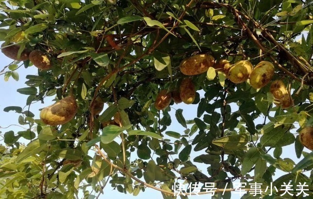 剧毒|在乡野分布有5种野果,全都含有“剧毒”,遇到千万不要采摘误食