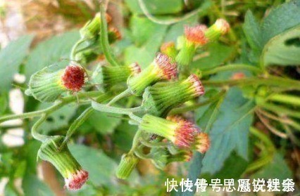 野菜|农村一种常见野菜,农民总认为它是茼蒿,其实比茼蒿更为营养