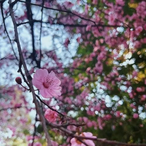 春暖花开日，这些“宝藏”赏花地，值得你打卡